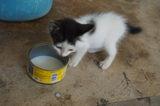 Mini Kitten - Tabby Cat