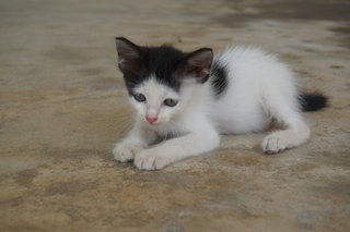 Mini Kitten - Tabby Cat