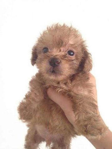 Cute Toy Poodle - Poodle Dog