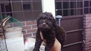 Cute Toy Poodle - Poodle Dog