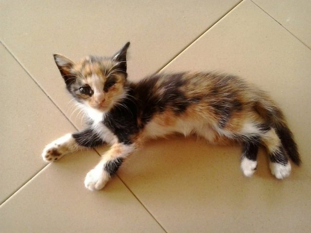 No Name - Calico Cat