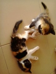 No Name - Calico Cat