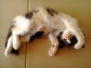 No Name - Calico Cat