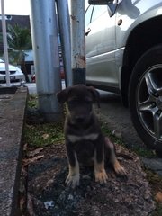 Puppies - Mixed Breed Dog