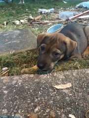 Puppies - Mixed Breed Dog