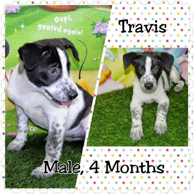 Holly &amp; Travis - Mixed Breed Dog