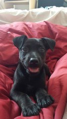 Willow - Black Labrador Retriever Mix Dog