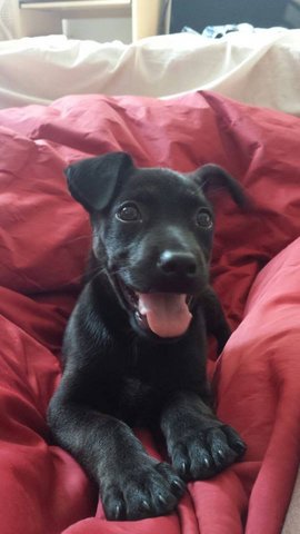 Willow - Black Labrador Retriever Mix Dog