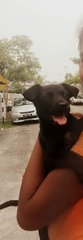 Willow - Black Labrador Retriever Mix Dog