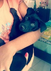 Willow - Black Labrador Retriever Mix Dog