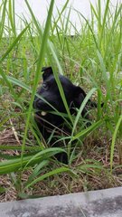 Willow - Black Labrador Retriever Mix Dog