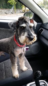 Dino - Schnauzer Dog