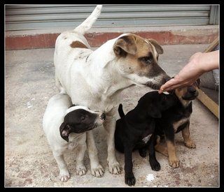 Otto with sisters and an older friend, who also needs a home