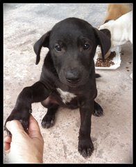 Cute Bubba gives her paw