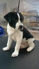 Money @ - Mixed Breed Dog