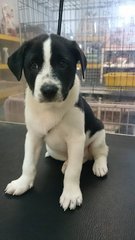 Money @ - Mixed Breed Dog