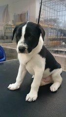 Money @ - Mixed Breed Dog