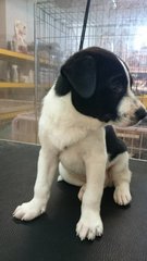 Money @ - Mixed Breed Dog