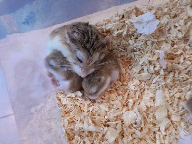 PF63148 - Roborovsky's Hamster Hamster