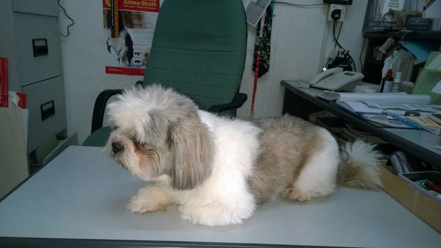 Brandy - Shih Tzu Dog