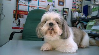 Brandy - Shih Tzu Dog