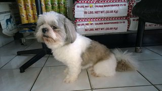 Brandy - Shih Tzu Dog