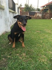 Celle - Rottweiler Mix Dog