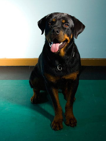 Brie - Rottweiler Dog