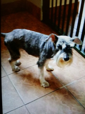 PF63160 - Schnauzer Dog