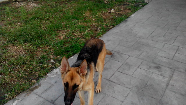 German Shepherd Puppy - German Shepherd Dog Dog