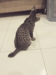 Sakura - Domestic Short Hair Cat