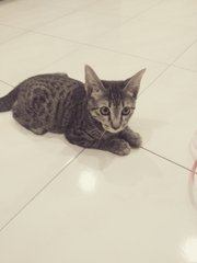 Sakura - Domestic Short Hair Cat