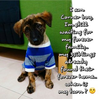 Corner Boy - Mixed Breed Dog