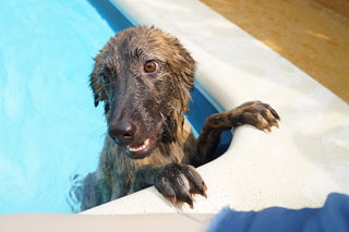 Corner Boy - Mixed Breed Dog