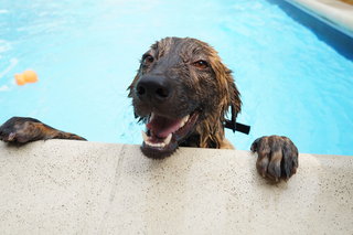 Corner Boy - Mixed Breed Dog