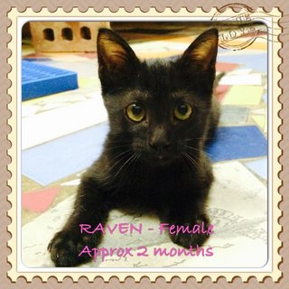 Raven - Domestic Short Hair Cat