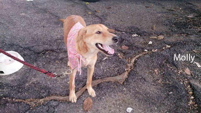 Molly - Golden Retriever Mix Dog