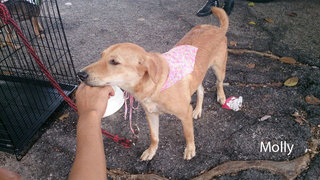 Molly - Golden Retriever Mix Dog