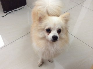 PF63173 - Pomeranian Dog