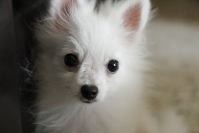 PF63180 - Pomeranian Dog