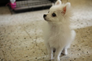 PF63180 - Pomeranian Dog