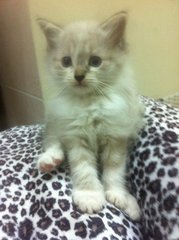 Color Point #1 - Birman + Persian Cat