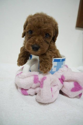 Tiny Teacup Poodle - Poodle Dog