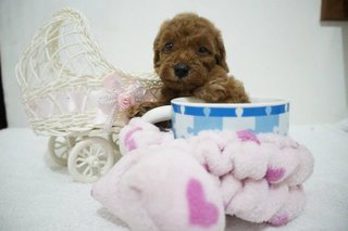 Tiny Teacup Poodle - Poodle Dog