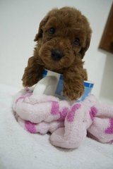 Tiny Teacup Poodle - Poodle Dog