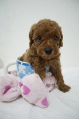 Tiny Teacup Poodle - Poodle Dog