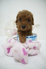 Tiny Teacup Poodle - Poodle Dog