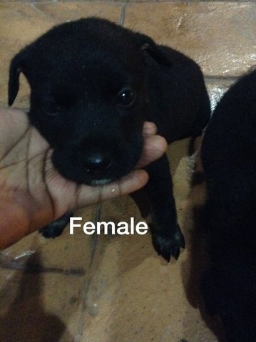 Klang Utma Puppies - Mixed Breed Dog