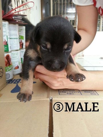 F3 - Mixed Breed Dog