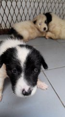 5 Mixed Breed Puppies Needs Home - Mixed Breed Dog